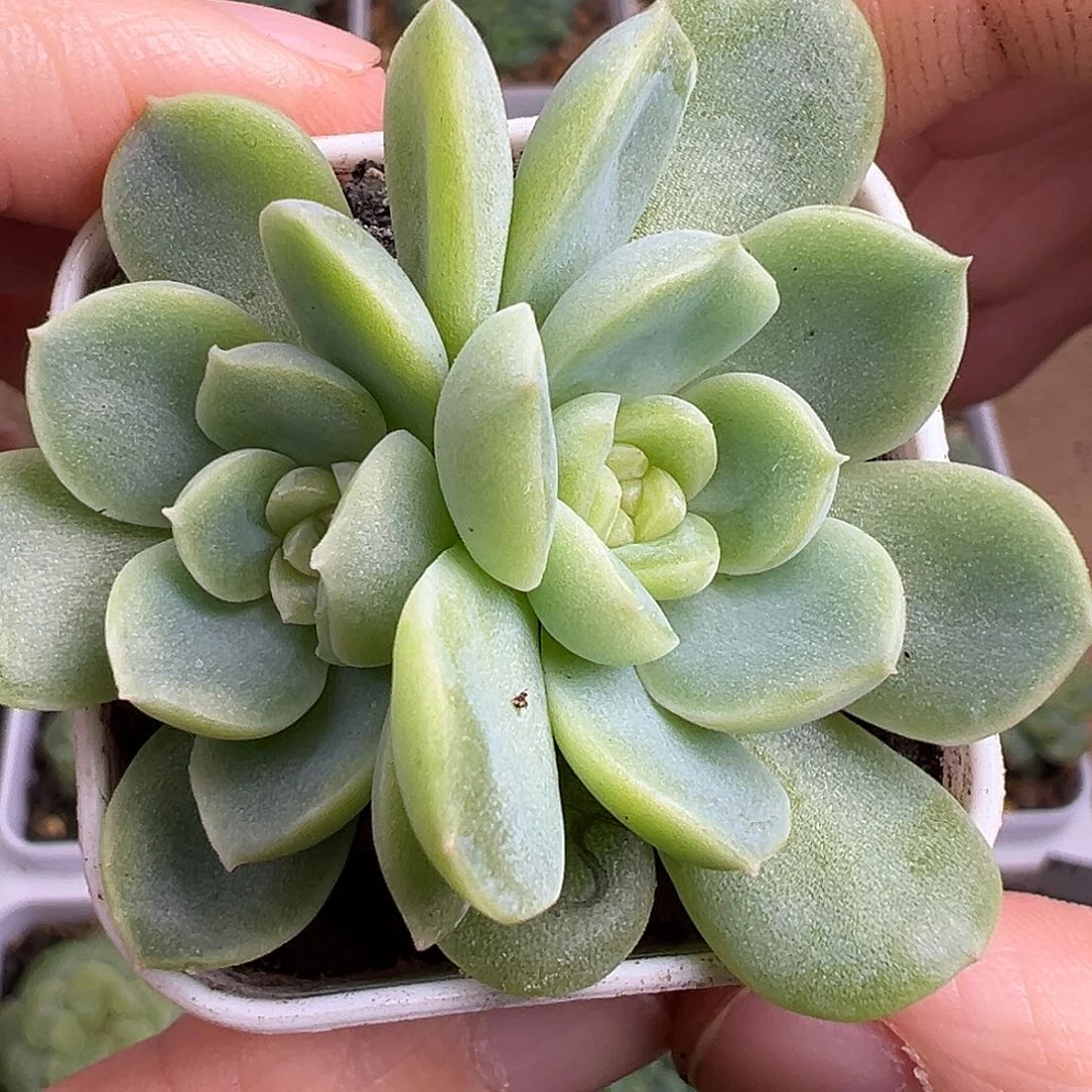 双头巫拉拉闪灵。