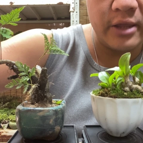 红陶一物一拍所见即所得7