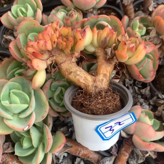 四***然一物一拍东云杂多肉32