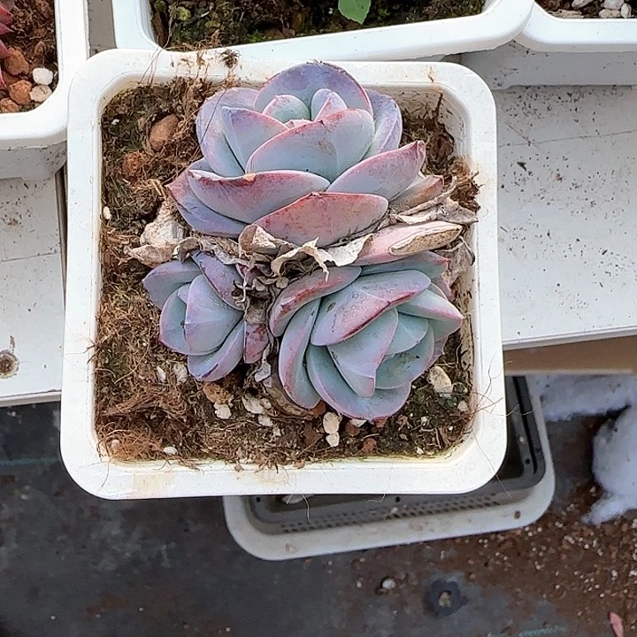 青蛙王子儿童牙膏111