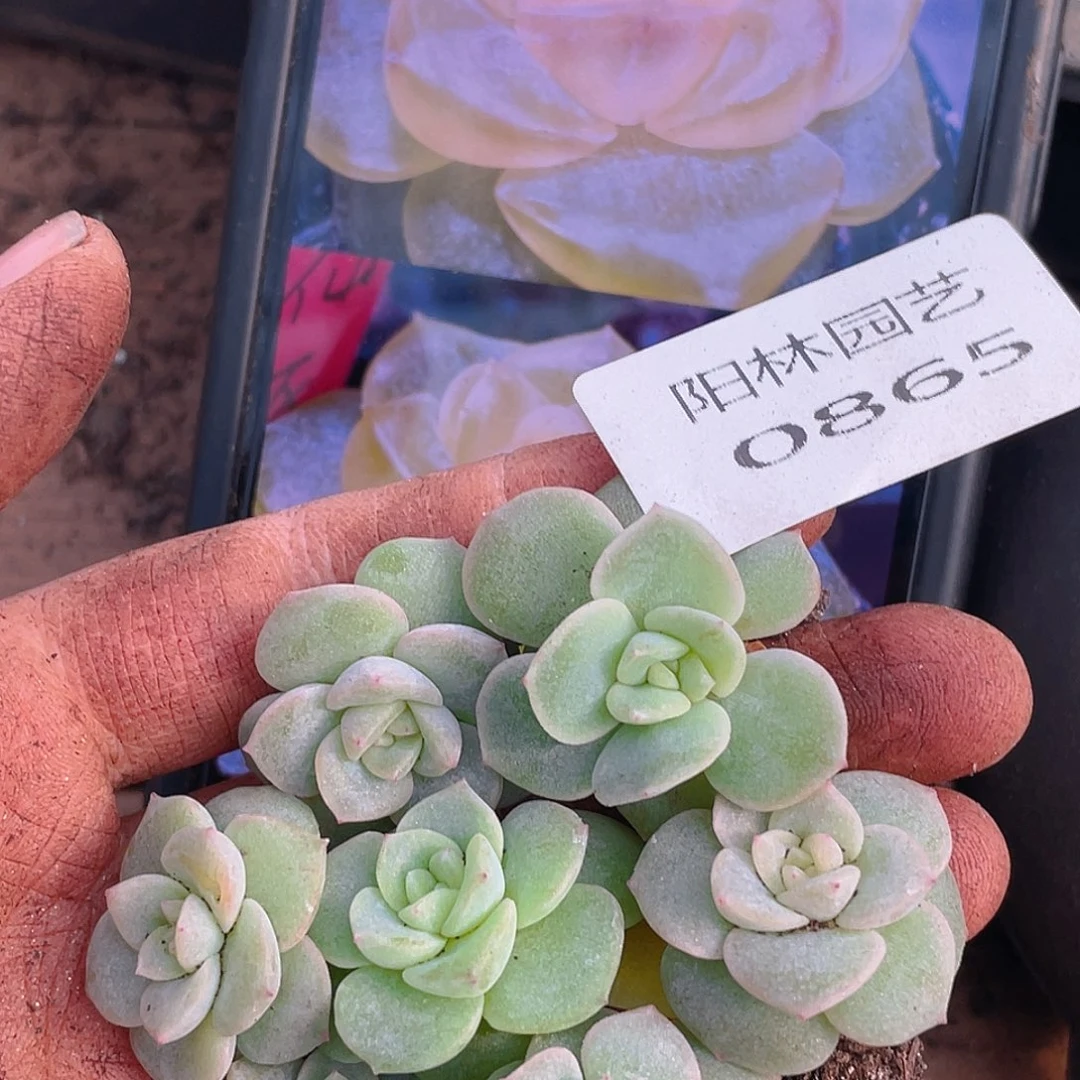 多肉植物多肉植物865