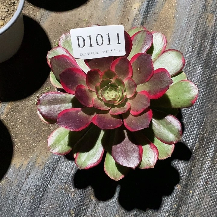 1011夜宴多肉植物法师