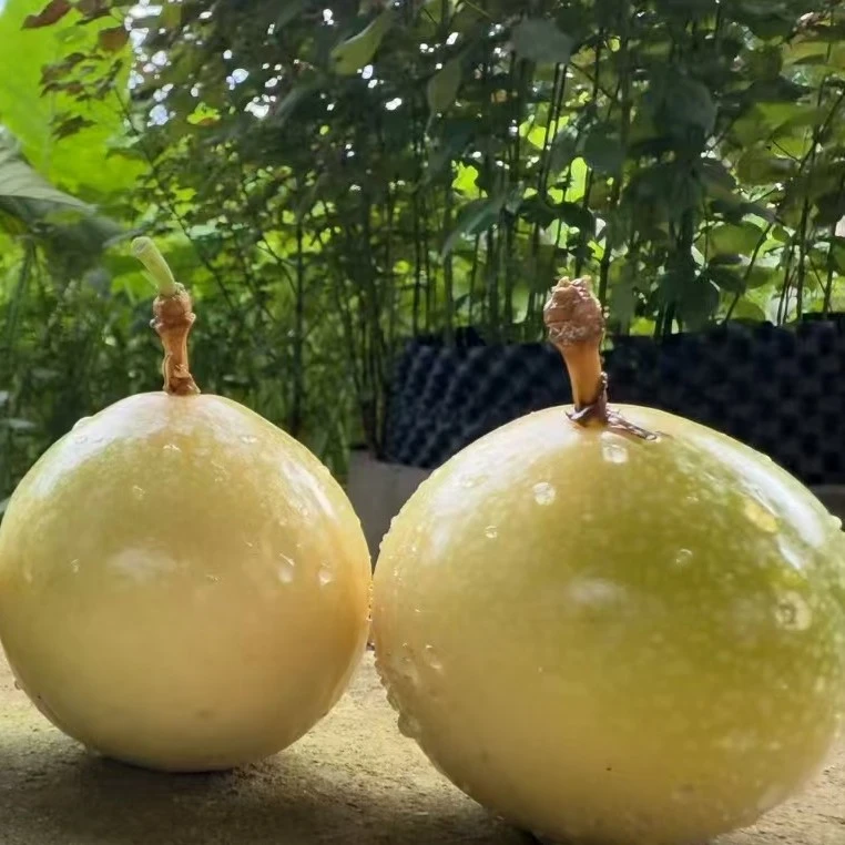 新鲜采摘香甜多汁钦蜜九号百香果当季水果营养丰富