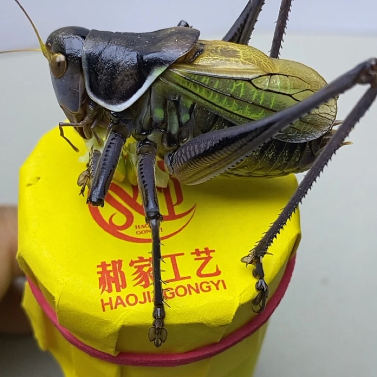 郝健伟精品蝈蝈活体 （死亡包赔断须瘪眼不赔  ）