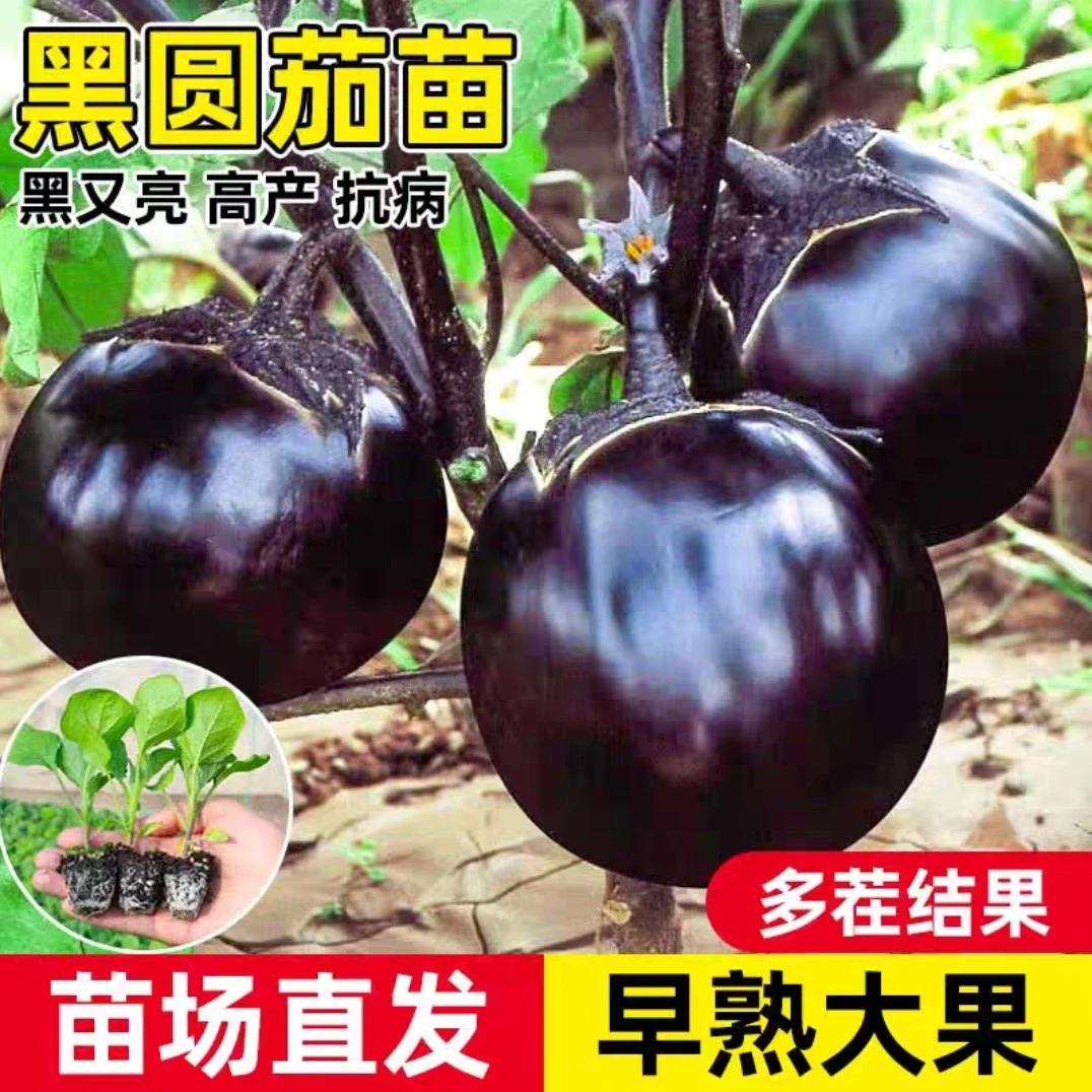 紫皮圆茄苗紫皮长茄苗阳台小院种植蔬菜秧苗寿光蔬菜之乡发货