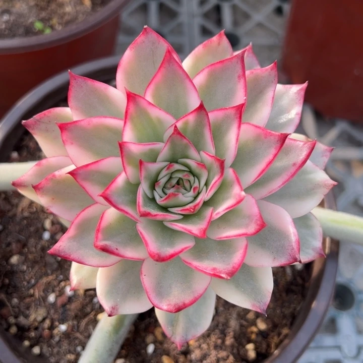 吉赛尔锦一物一拍锦龙