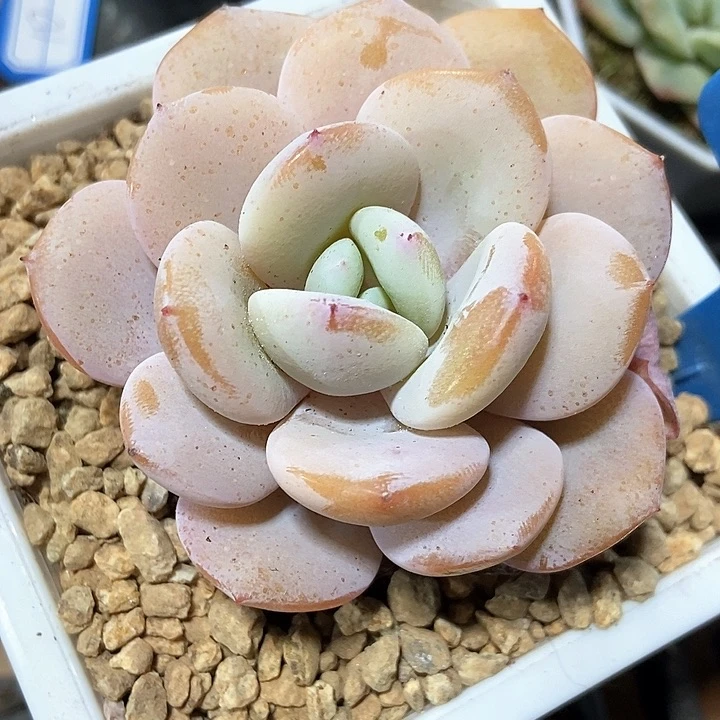 多肉植物奶茶6150