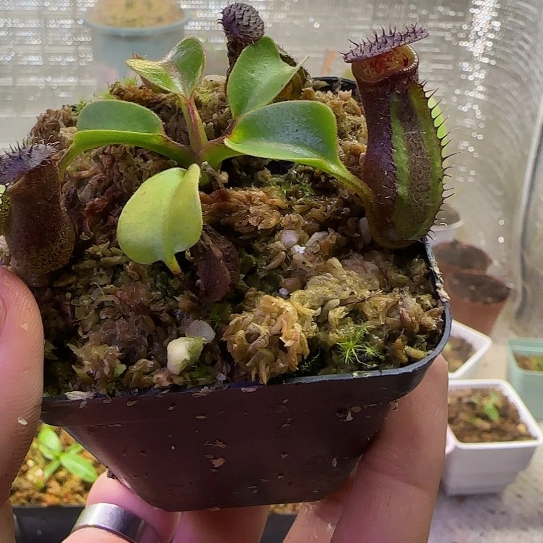 无花朵专拍云雾猪笼草