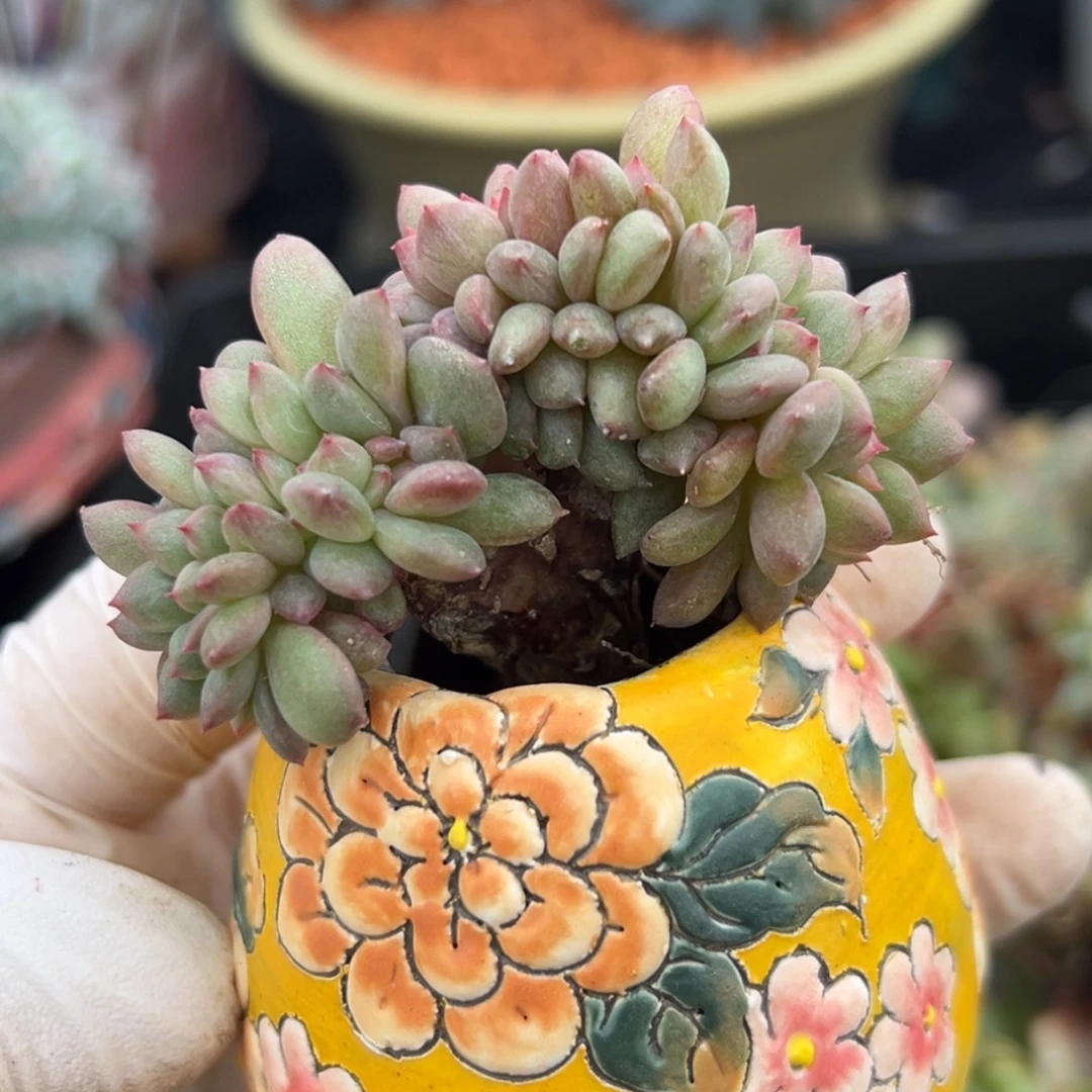 新年快乐爱丽儿缀化 新年快乐不带盆