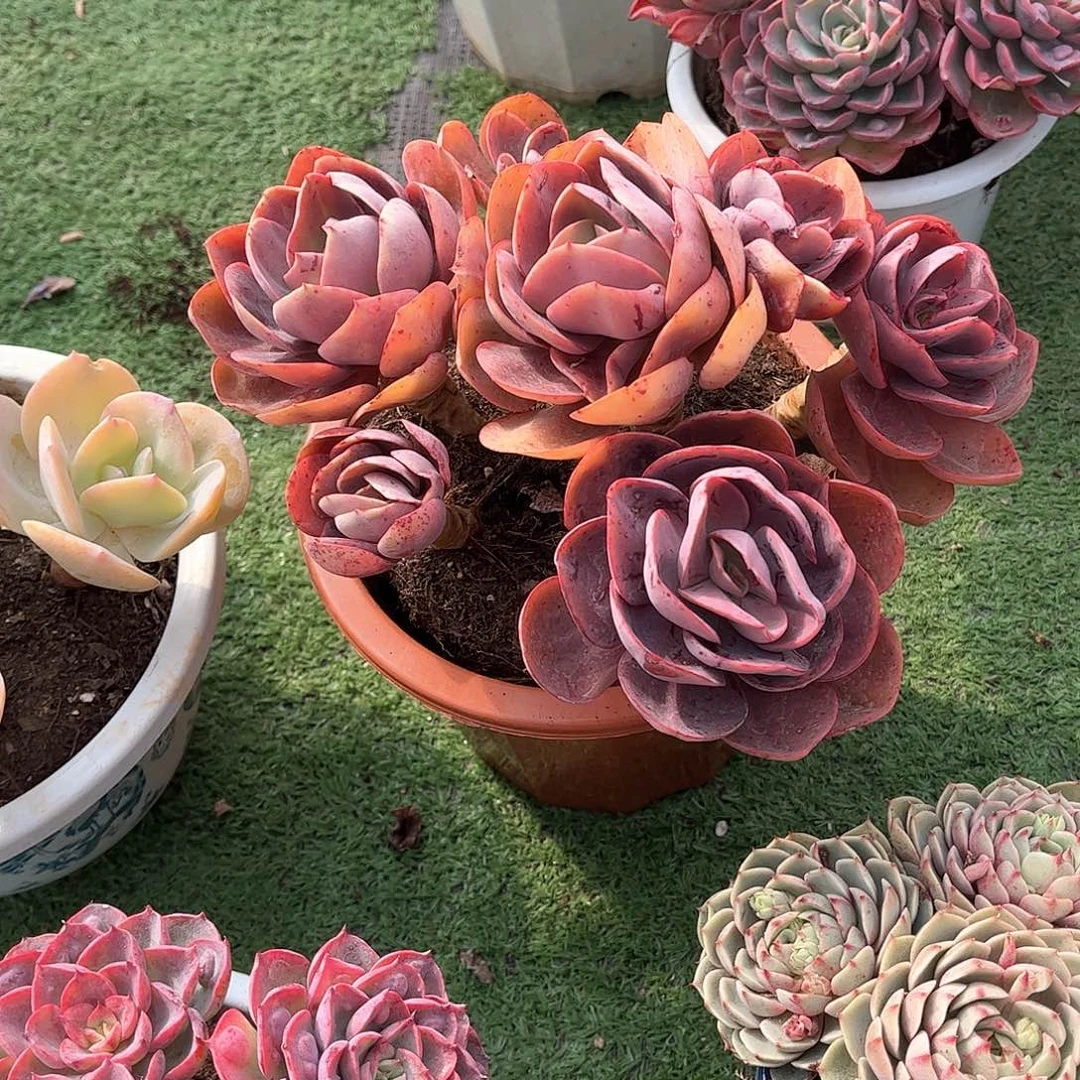 轻**舞变异多肉植物保护60