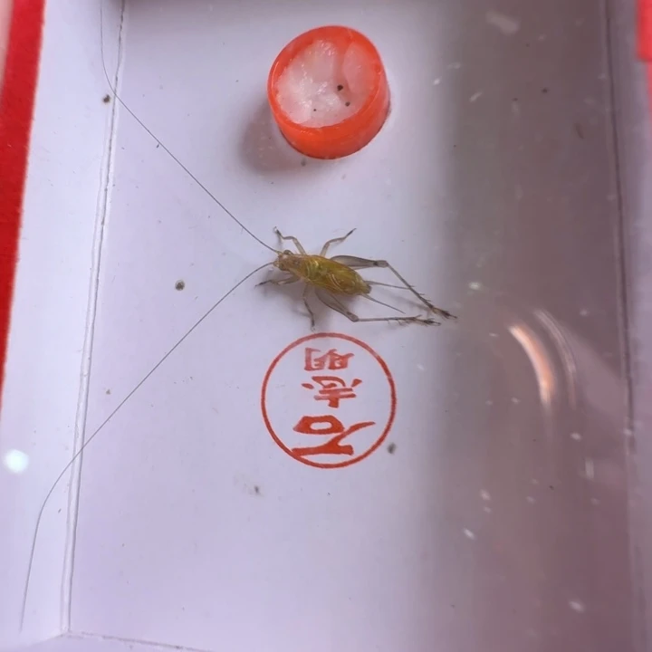 蟋蟀漂亮大个一只合适