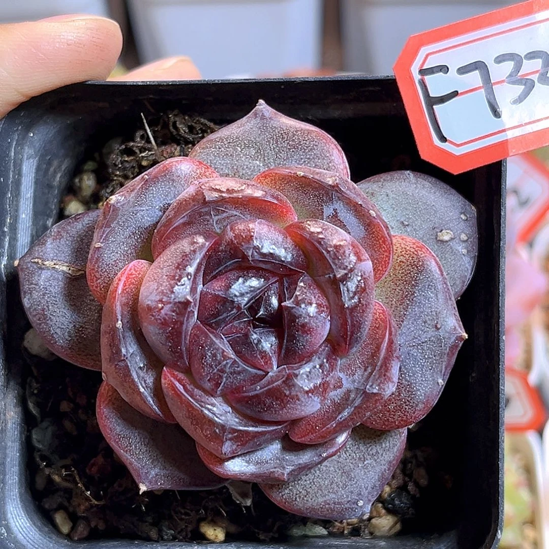 F732一物一拍 乌夜