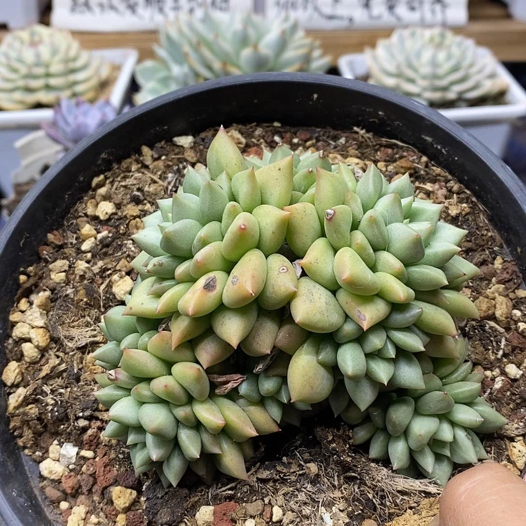 29175 大象牙群 需延时发货