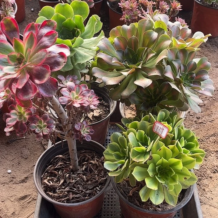 779多肉植物组合，