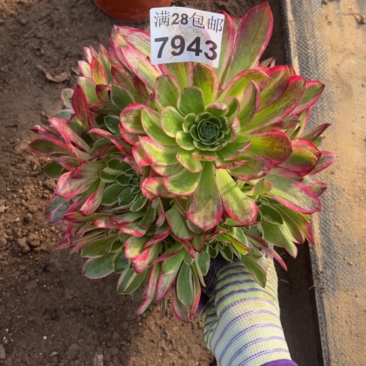 7943海王多肉植物