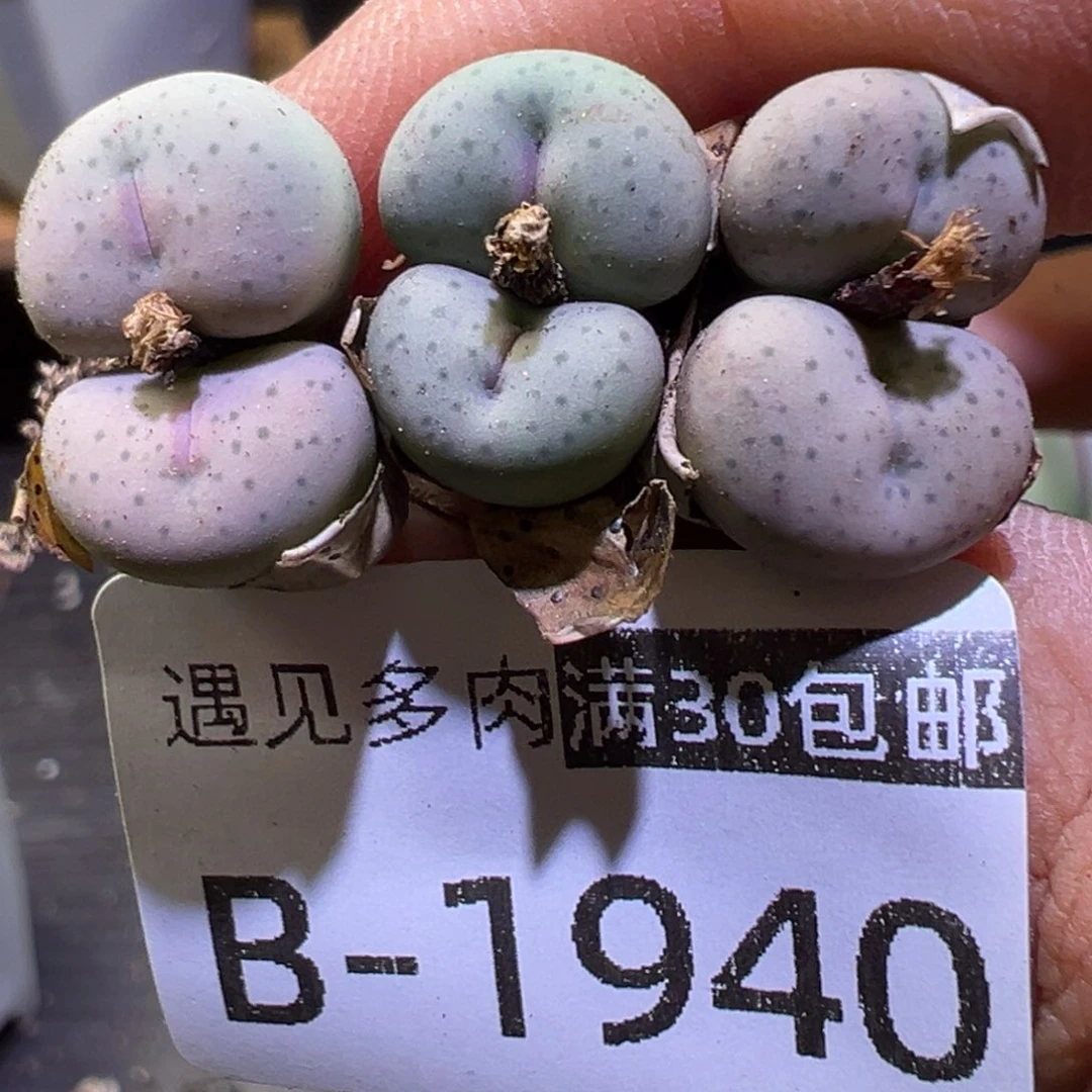 多肉植物。1111111111