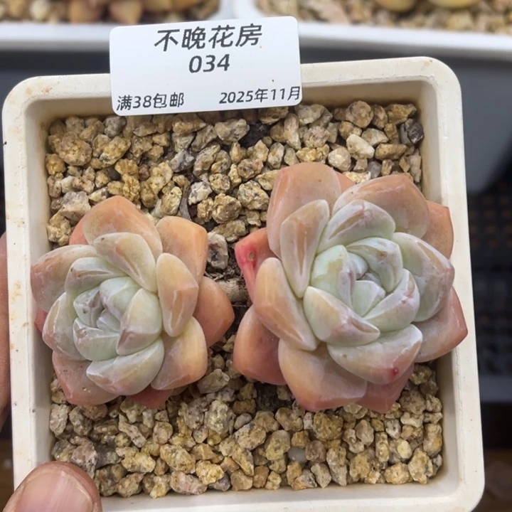 张张精品多肉甄选34