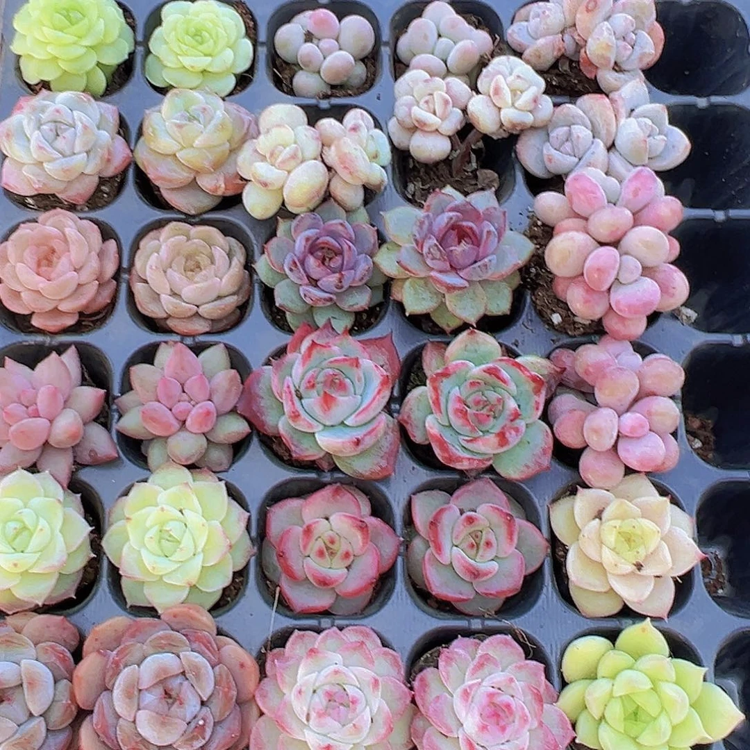 穴盘精品苗组合34颗带穴盘