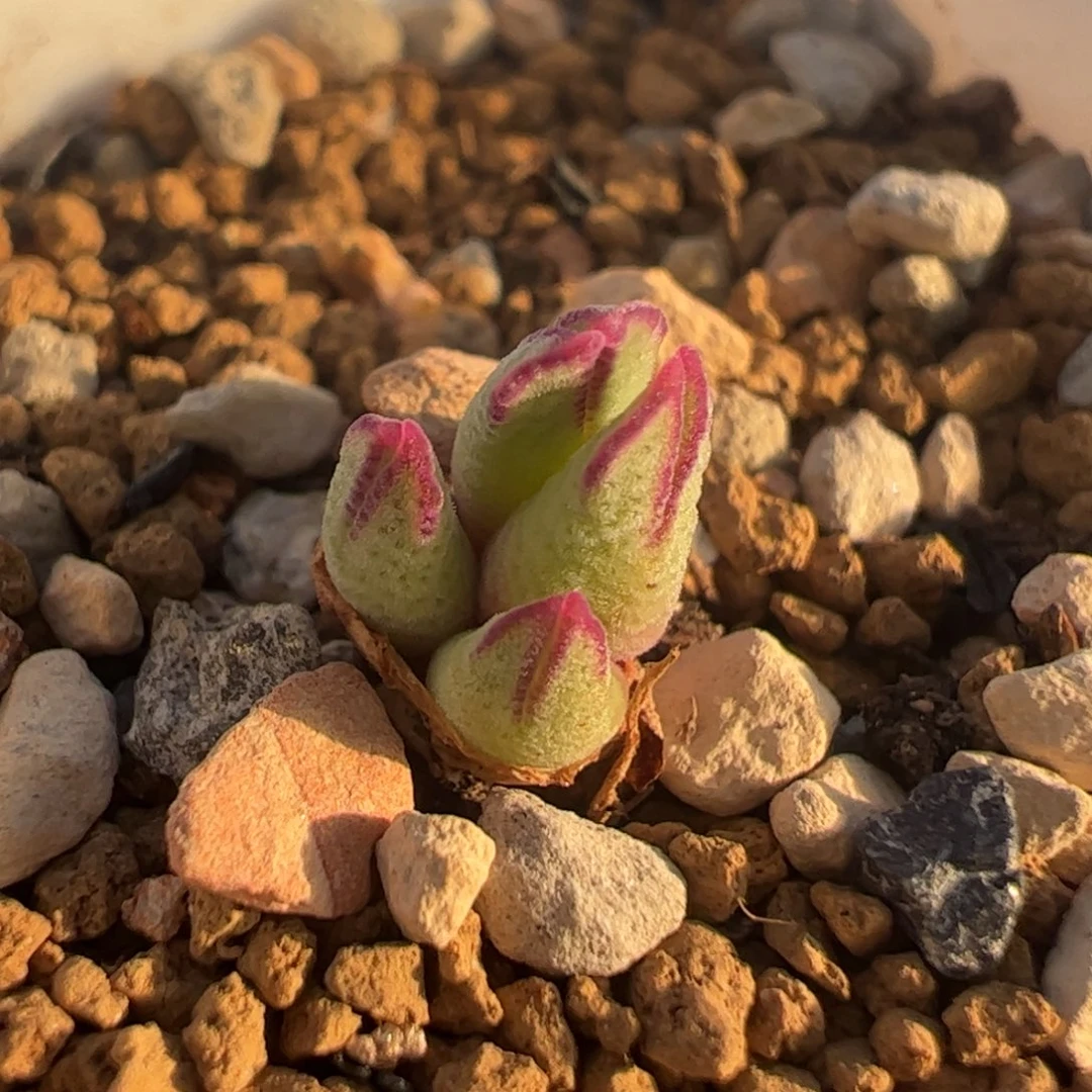 985园艺多肉植物