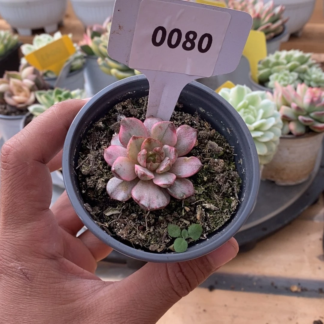 0080血燕哈哈哈哈哈