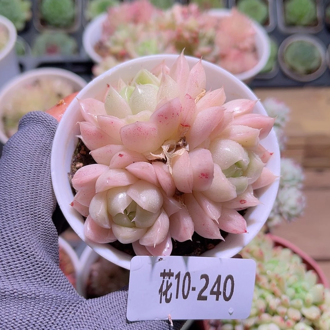 花10-240麦秆三头