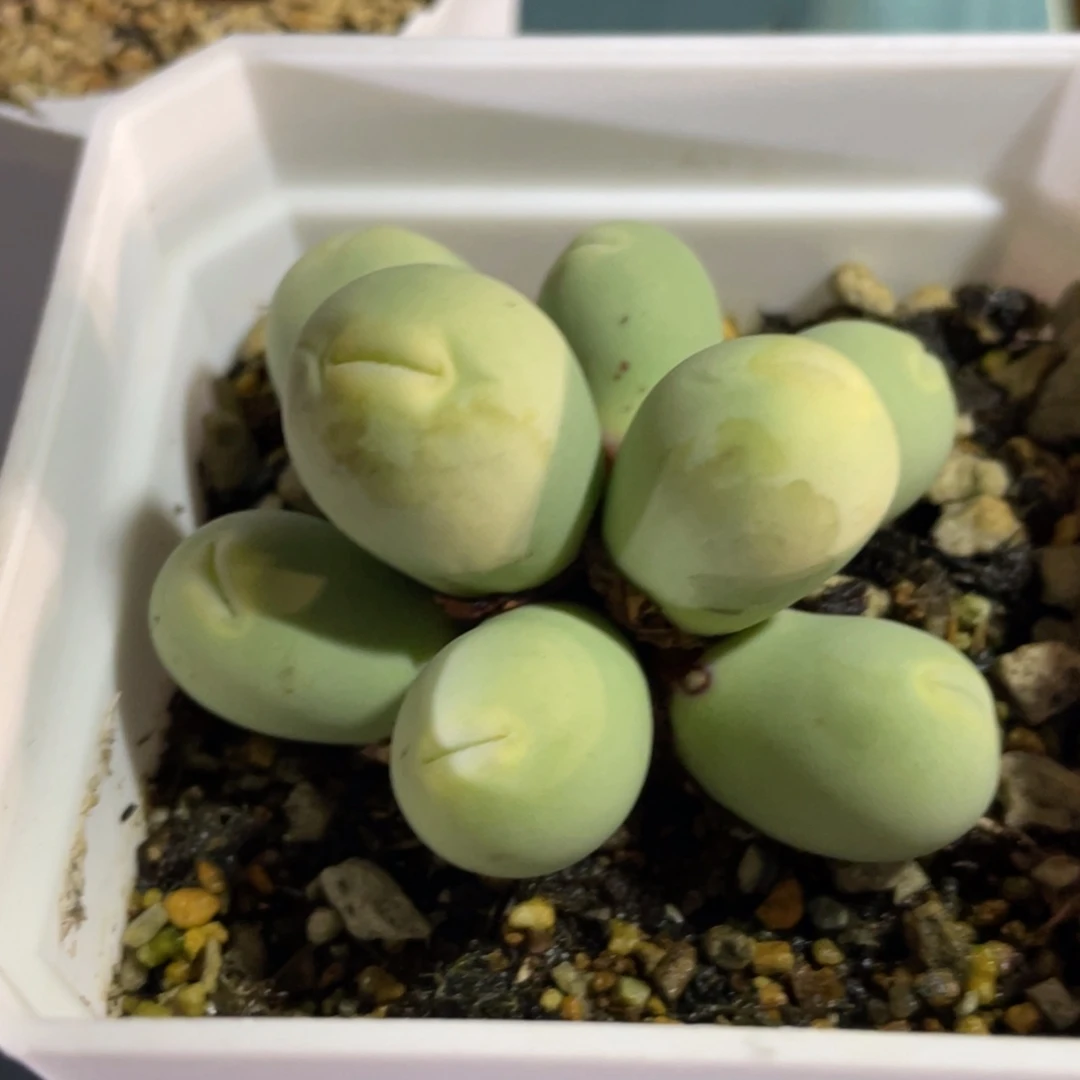 海豚嘴嘟嘟嘴植物一物一拍