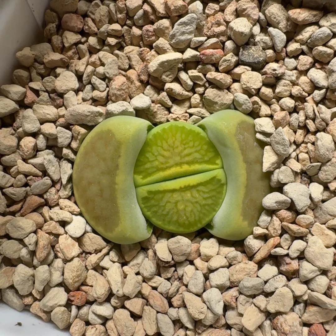 小****0211-72绿菊菊菊