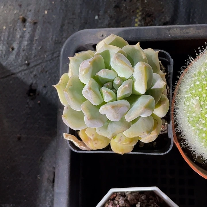 超奶6.8带盆土发货