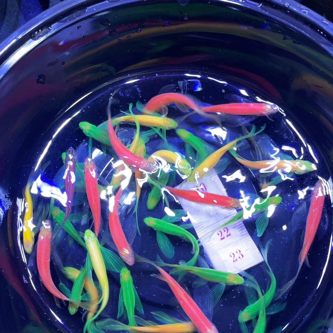 海水鱼不退不换，赠送不包损