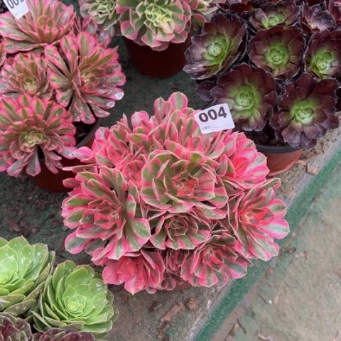 小***木004粉女巫朵朵多肉，
