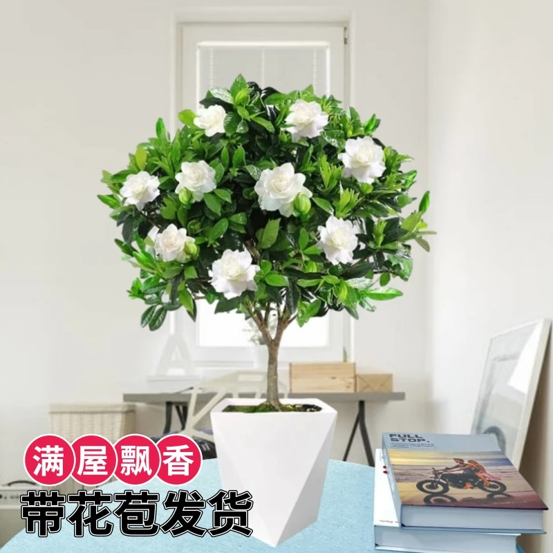 【230独杆栀子花】美观好养鲜活绿植客厅盆栽好养家居摆放开花植物