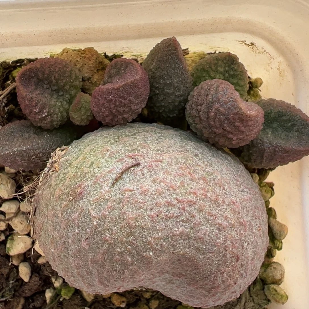 水蜜桃大苗多肉植物水泡