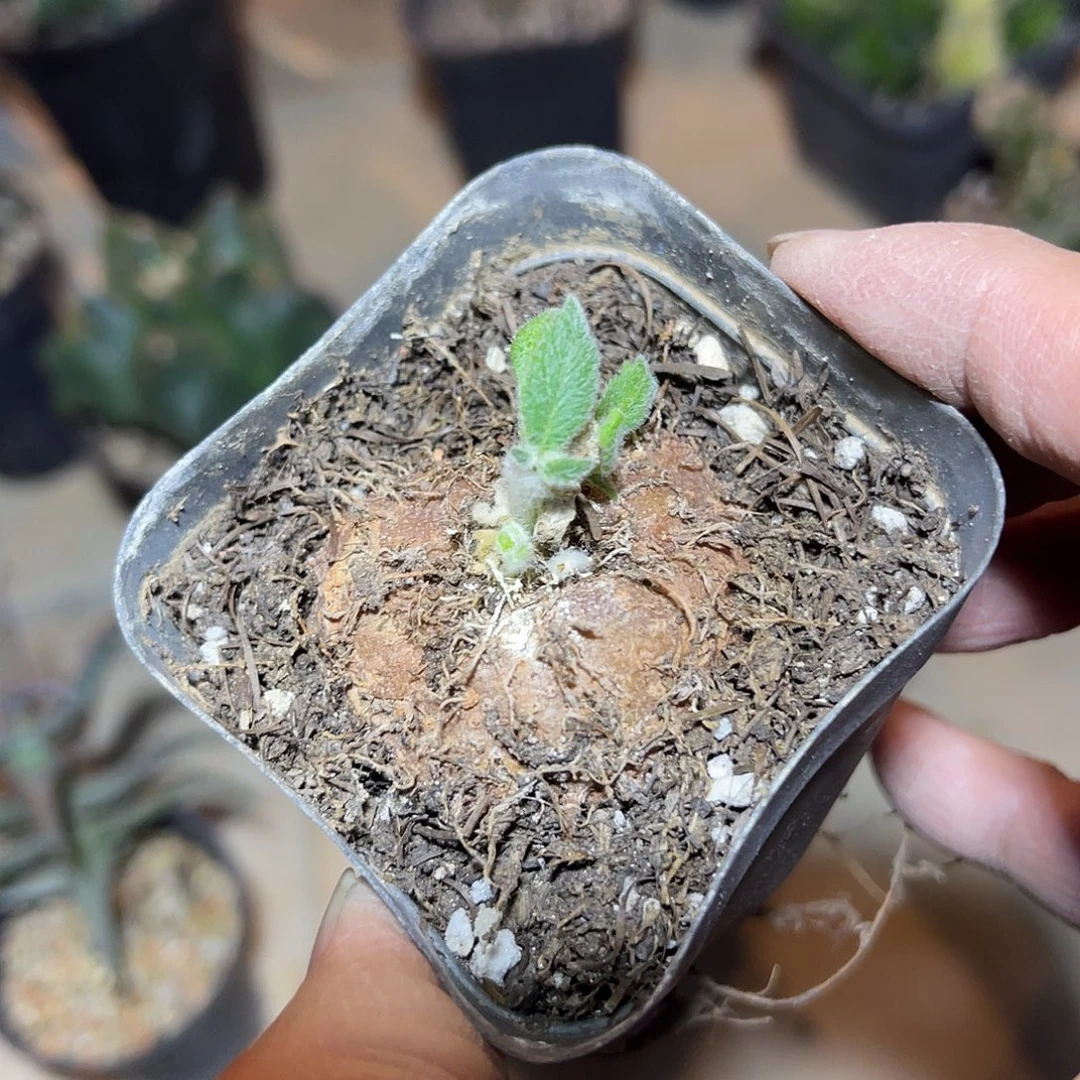 实生断崖女王一物一拍