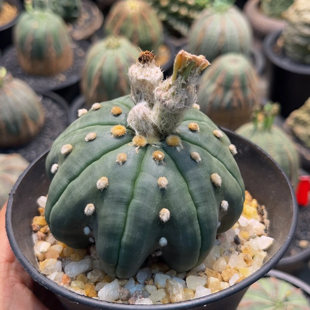 指纹琉璃海星兜8公分xmmmmmm