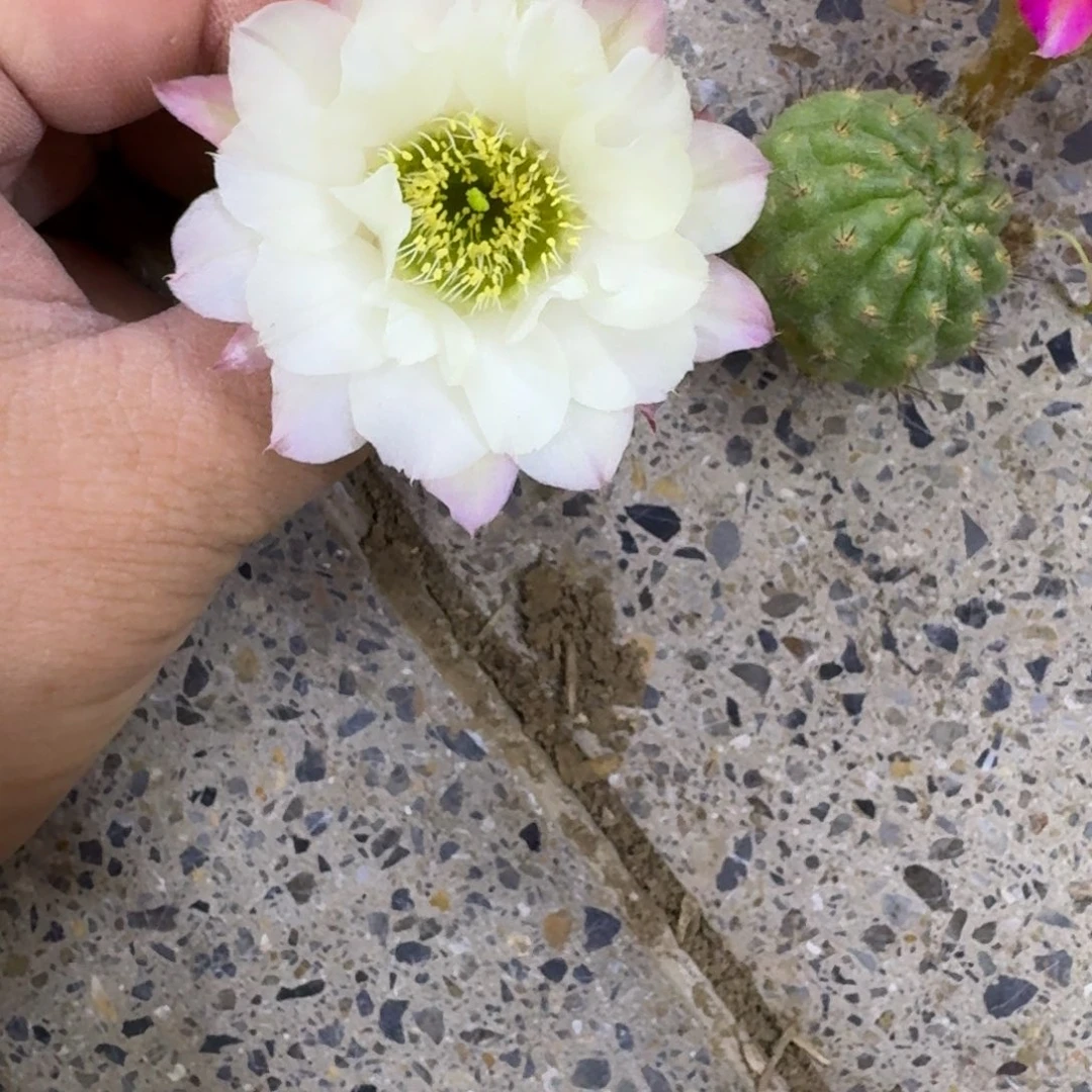 217白檀景5无根侧牙小一个，20包邮矮胖