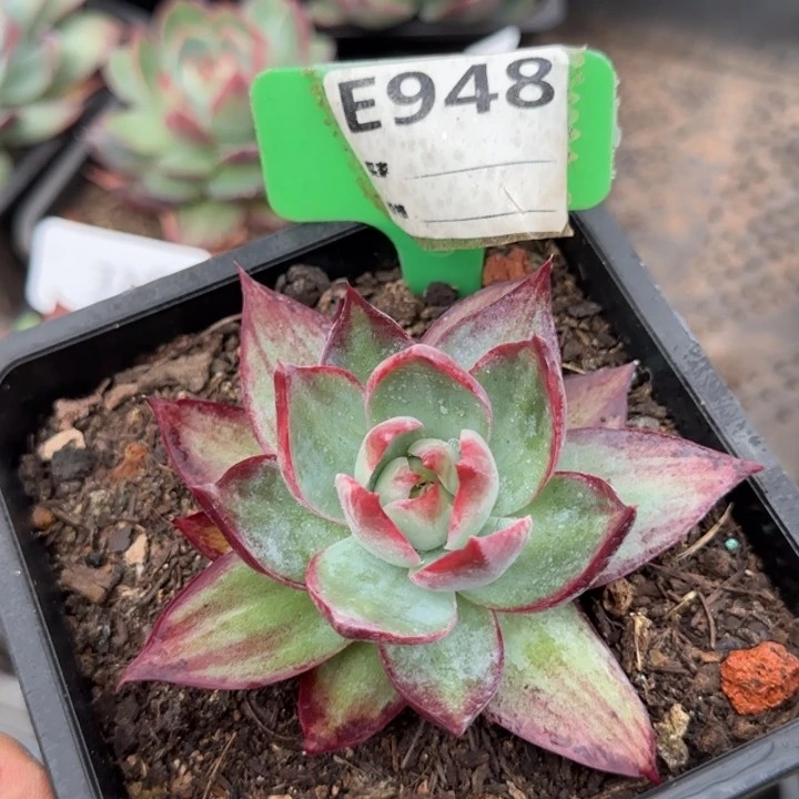 惊鸿一物一拍包装收缩花旱948