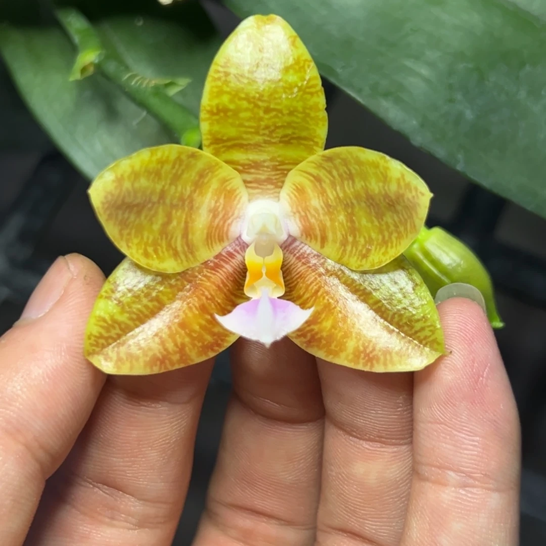 完全开放l380三寸ys1149