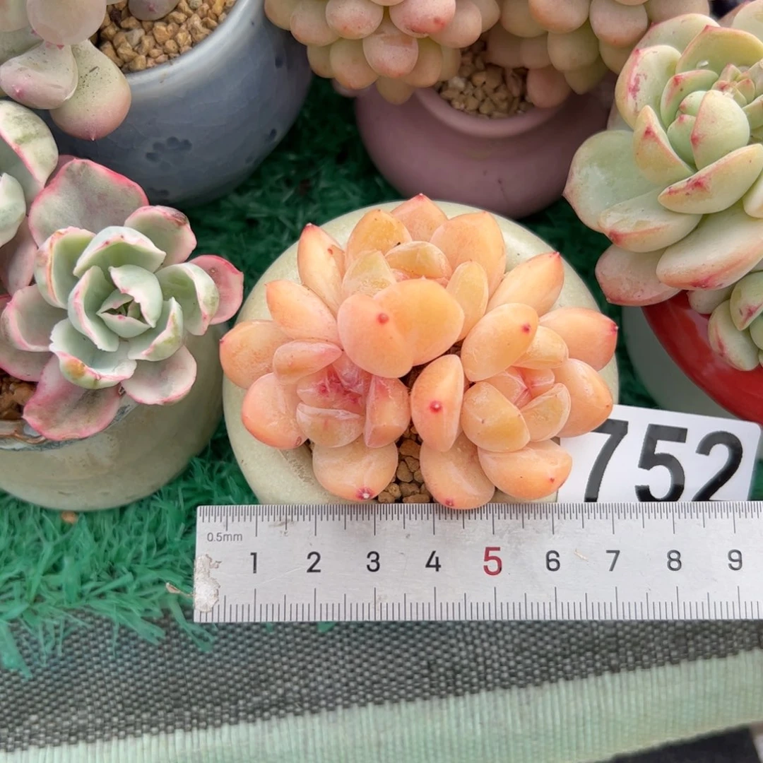 看*情752 多肉植物组合盆栽