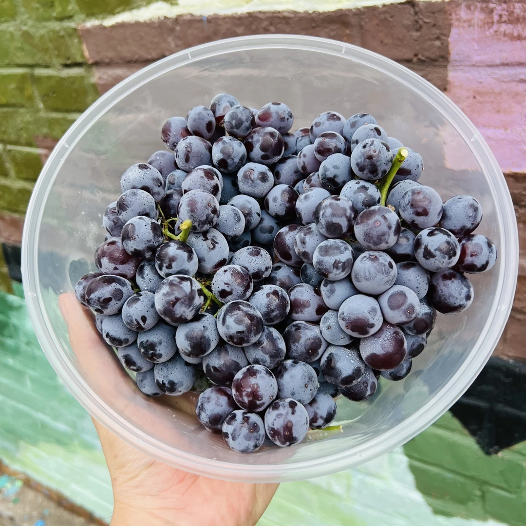 【磊哥心选】玫瑰香葡萄一盒2.2斤左右内蒙古自治区