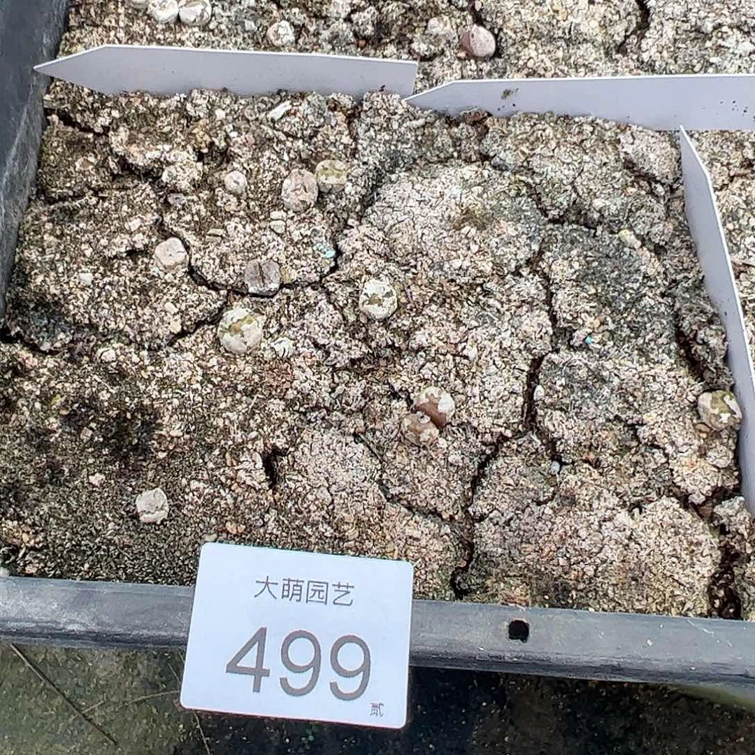 一物一拍脱土发默认有疤。499