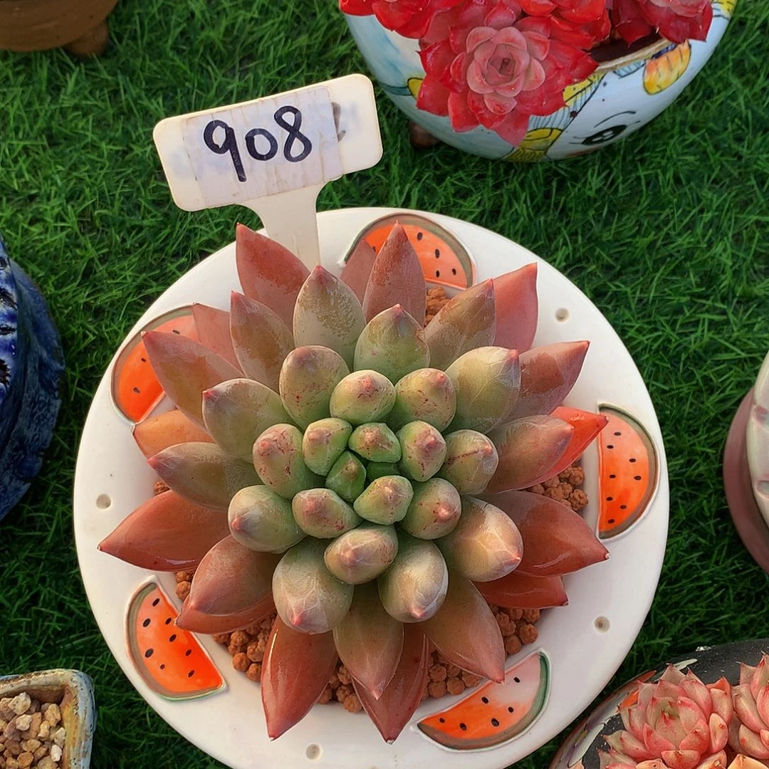 雨*?重楼多肉植物626/663