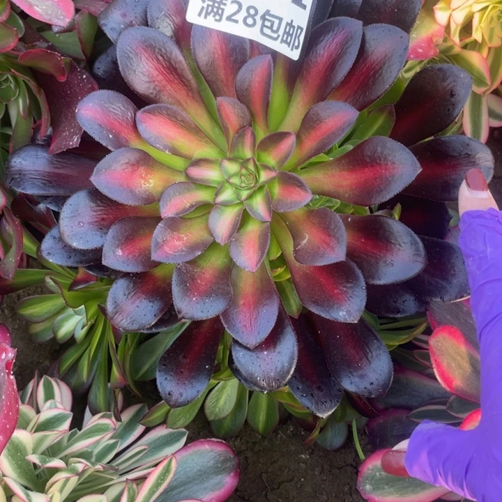 1651华纳多肉一号棚C