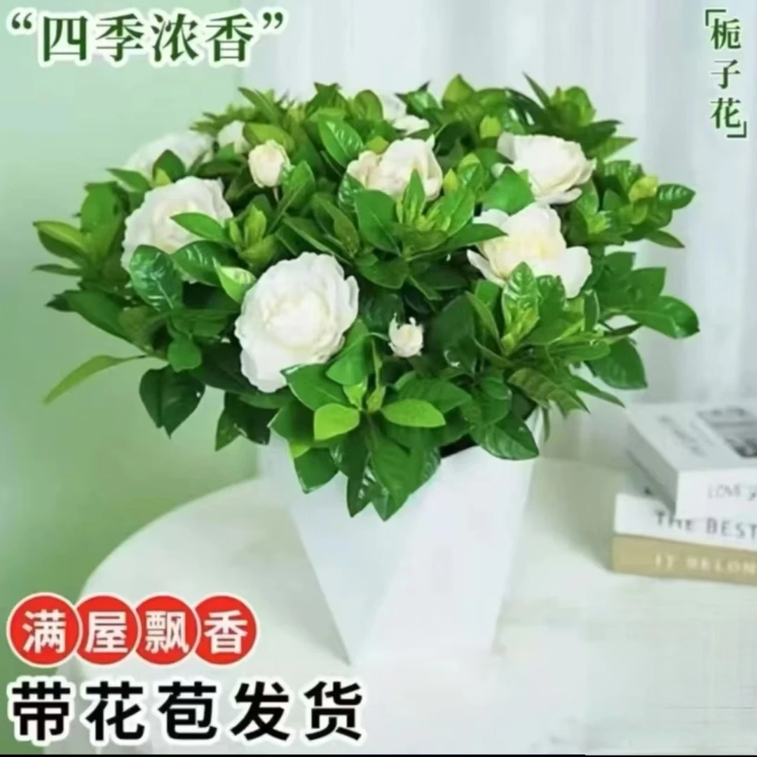 H【带花苞】香水栀子花浓香型盆栽花卉室内植物四季净化空气好养活