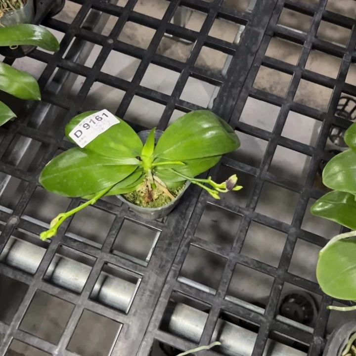 花***间不开花植物蓝盾少根叶损2.5