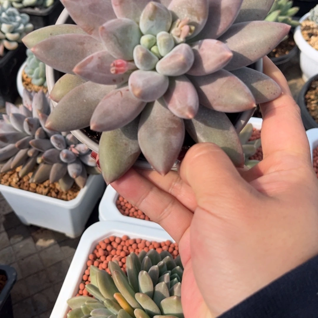 海豚体哥特萝莉脱土发货