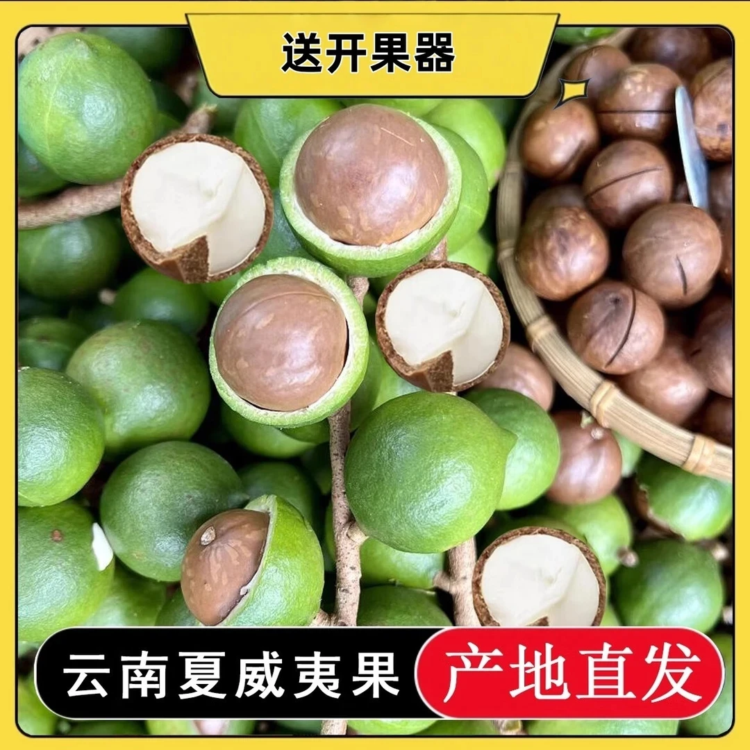 云南新鲜采摘夏威夷果清甜清香奶香