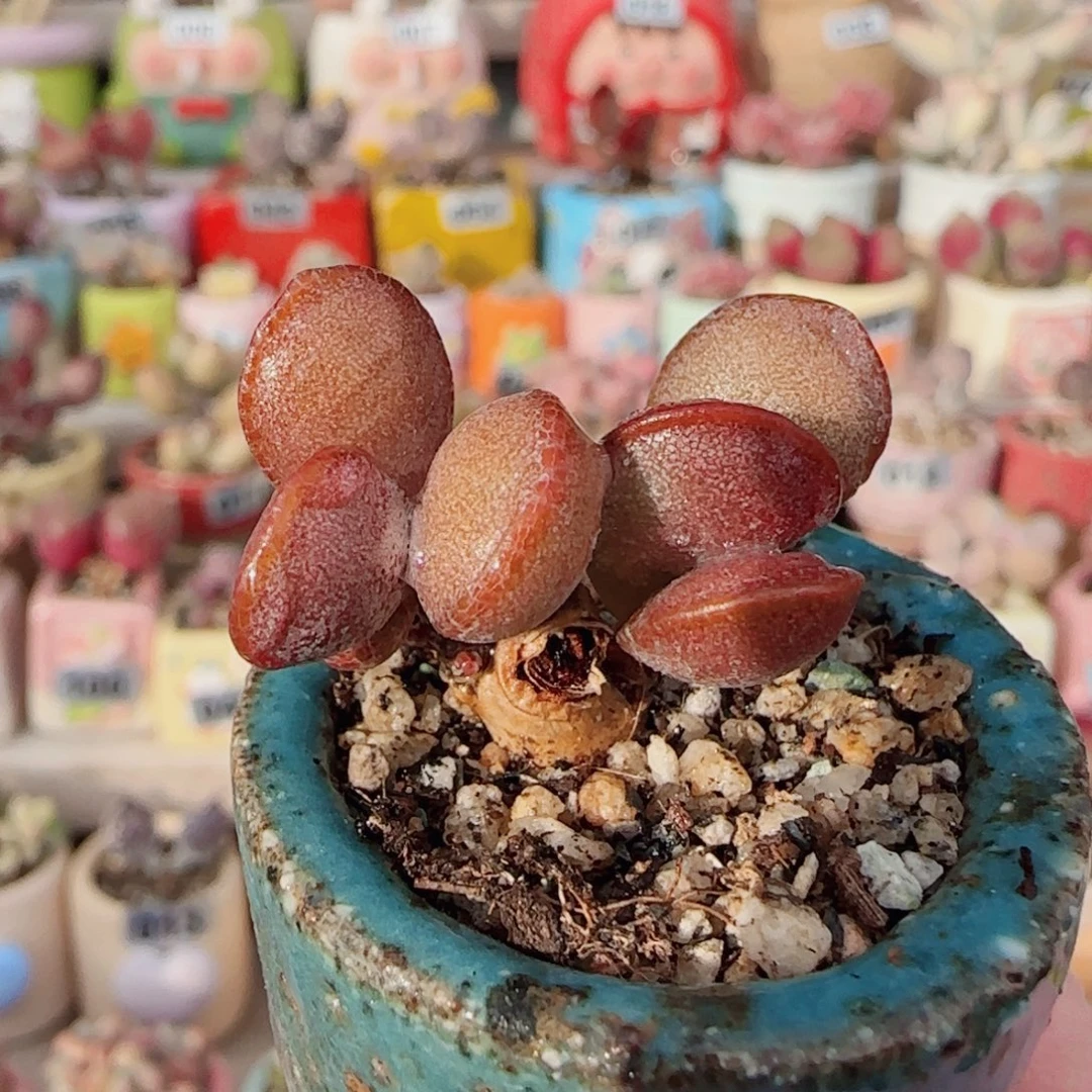 老桩金丝蛋 盆口3cm