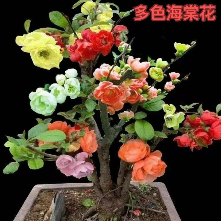 稀有高货多色海棠花）宵花盆景花卉绿植四季海棠春节开花大绢