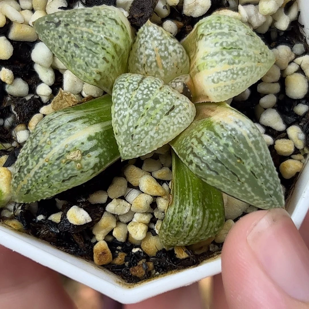 丸叶白银锦十二卷多肉