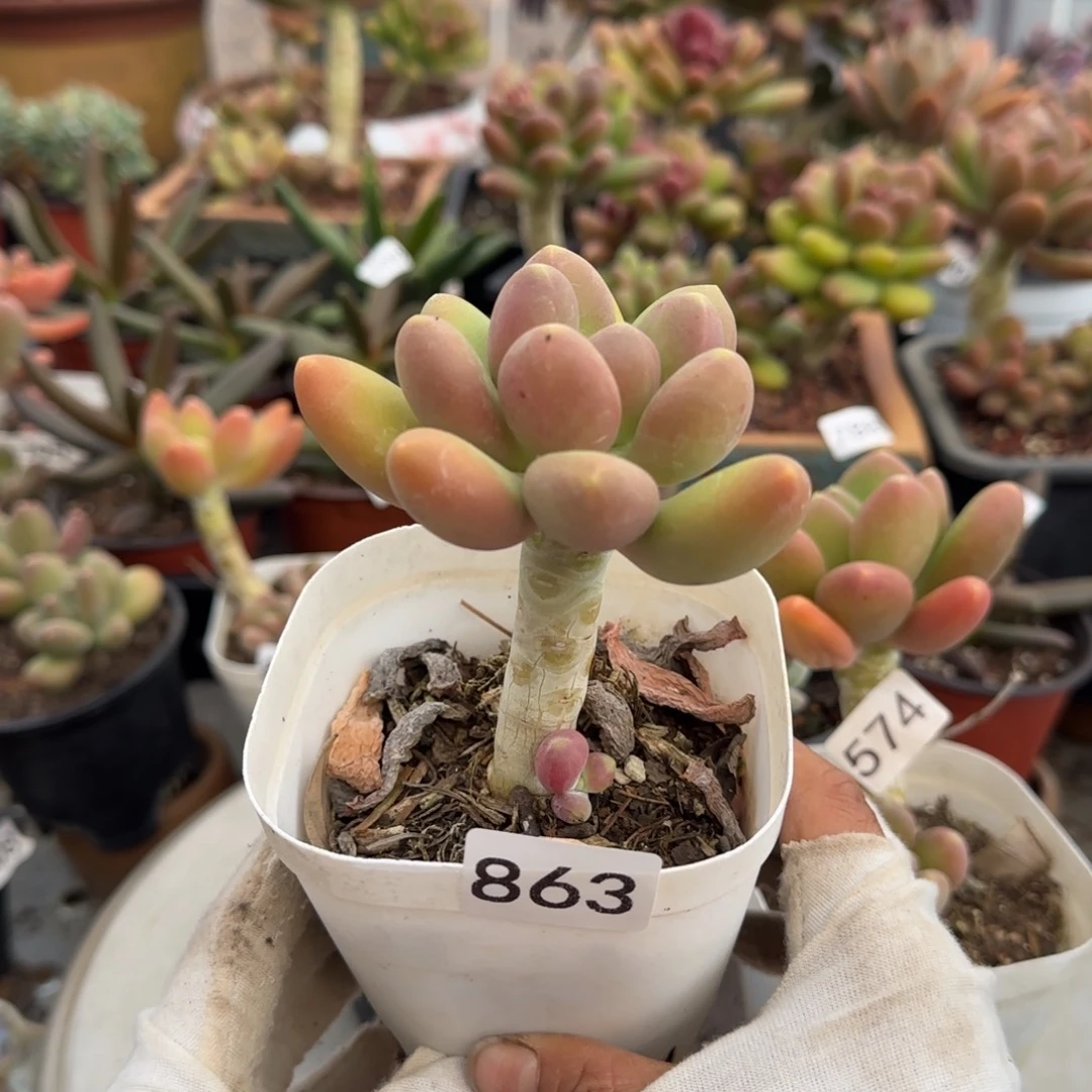 863号一物一拍一物一拍一物一拍